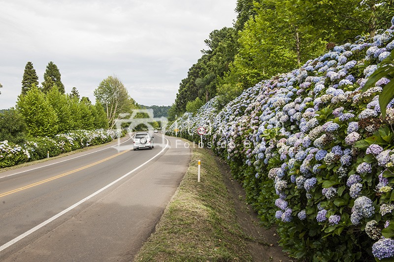 rodovias da Serra e Hortênsias nesta